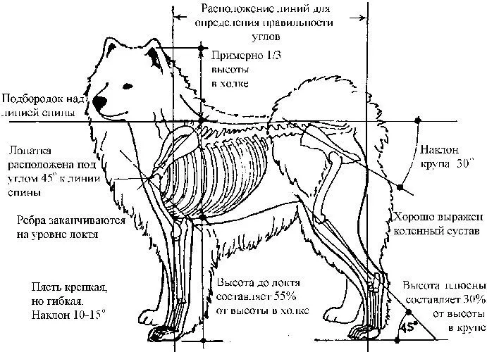 Пропорции самоеда