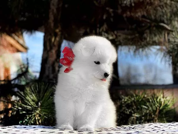Щенки самоеда Дункана и Вирджинии, Lord Nord Isadora Duncan, 7 weeks