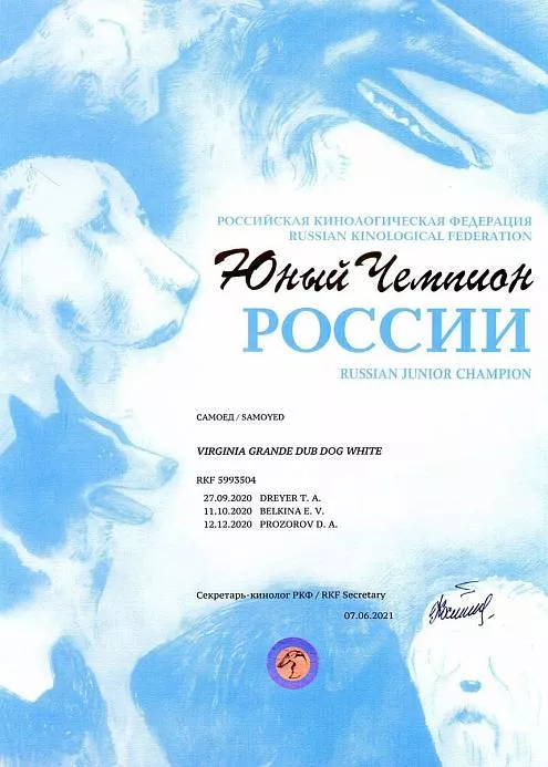 Диплом собаки - Вирджиния юный Чемпион России
