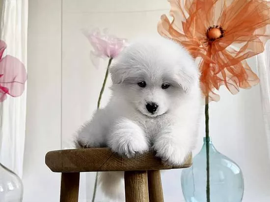 LORD NORD LUUIS LEON, 7 недель