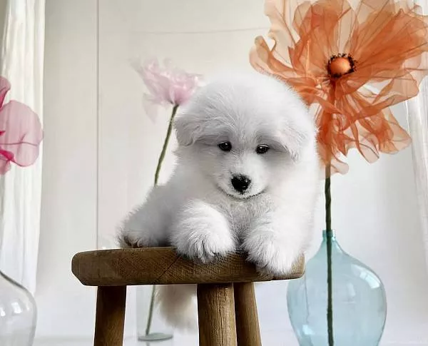 LORD NORD LUUIS LEON, 7 недель