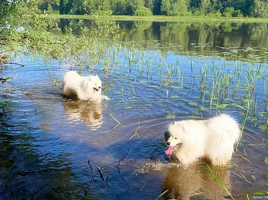 Бэйба и Дункан купаются