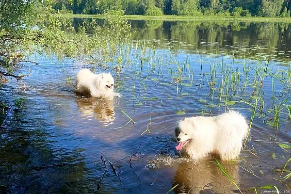 Бэйба и Дункан купаются