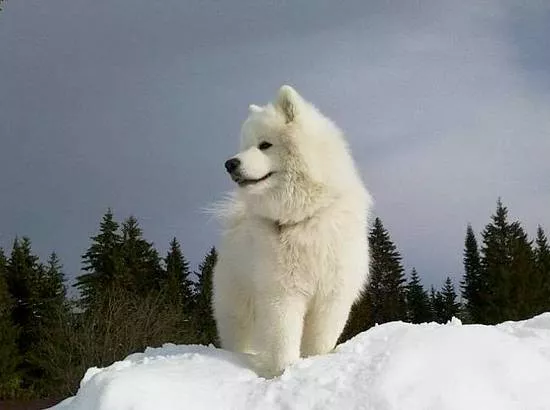 Лэнси Полярное Сияние