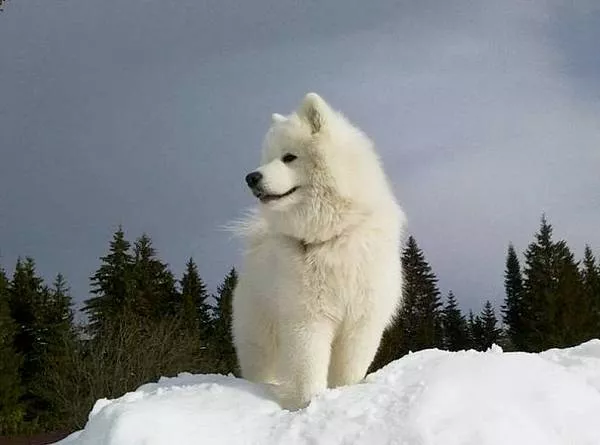 Лэнси Полярное Сияние