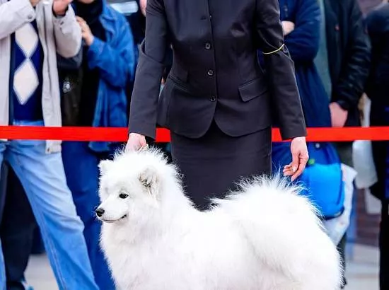 ARCTIC FREND ORKHIDEYA Национальная выставка всех пород Радуга встреч JBIS