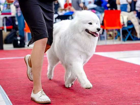 ARCTIC FREND ORKHIDEYA выставка Радуга встреч