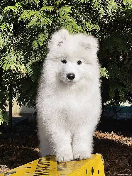 LORD NORD LUIZA LINNEYA , 10 недель