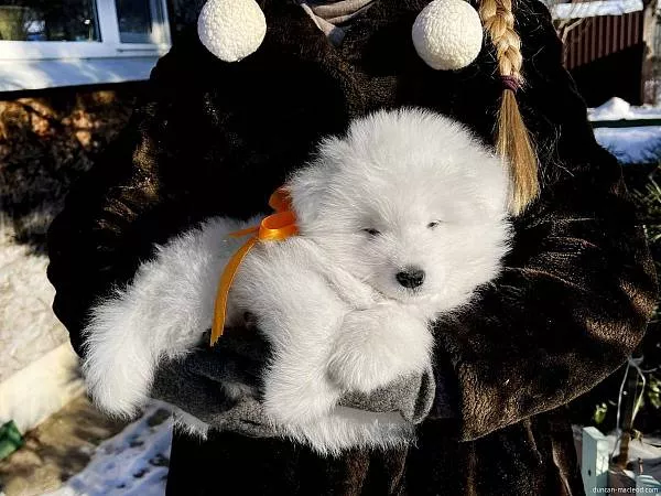 Щенки самоеда Дункана и Вирджинии, Лорд Норд Амадей, 7 недель