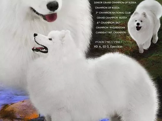 Дункан Маклауд