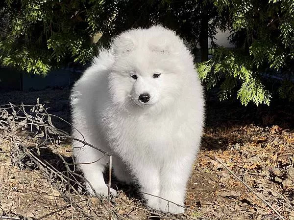 LORD NORD LEROI AZURE, 10 недель