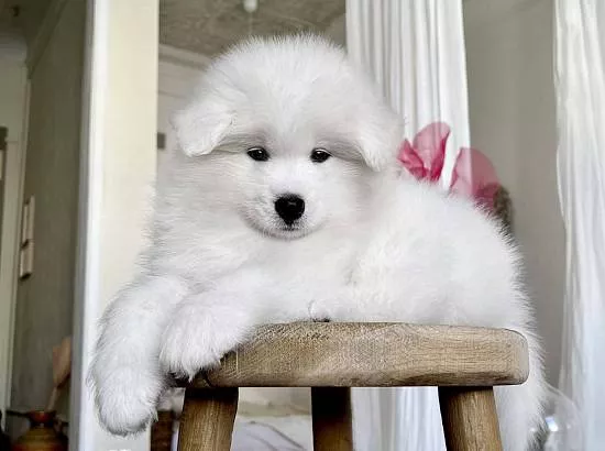 LORD NORD LUUIS LEON, 7 недель