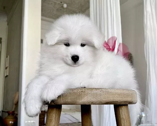 LORD NORD LUUIS LEON, 7 недель