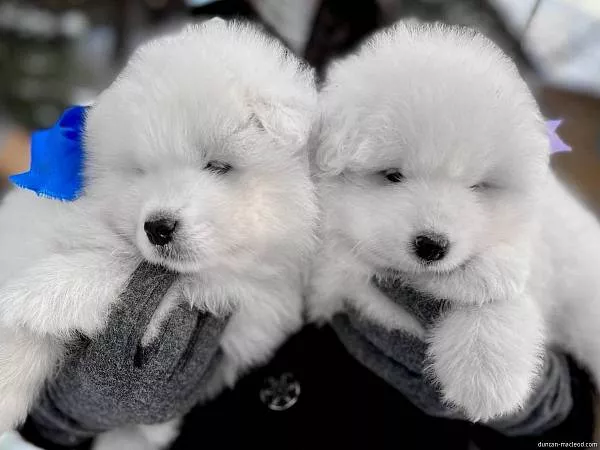 Щенки Дункана и Вирджинии, мальчики 7 недель